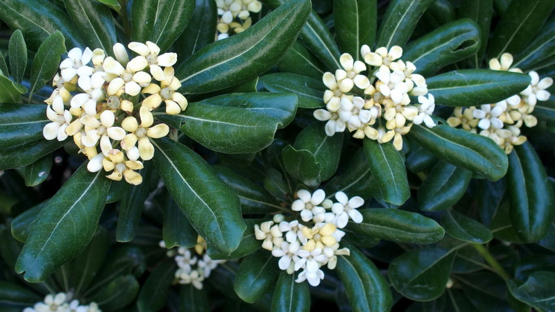 Pittosporum tobira / Pittosporo (pianta coltivata)